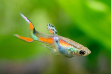 Wild Type Endler's-MALE L