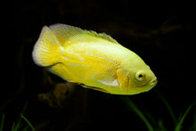 Lemon Oscar