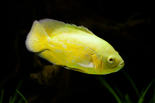 Lemon Oscar