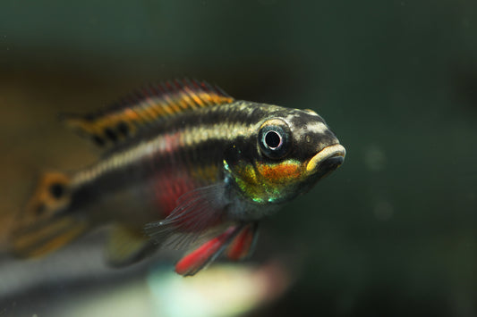 Nigerian Red Kribensis Cichlid