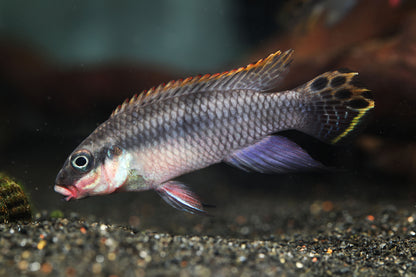 Nigerian Red Kribensis Cichlid
