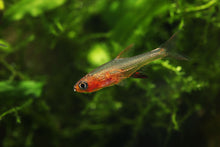 Neon Red Rasbora