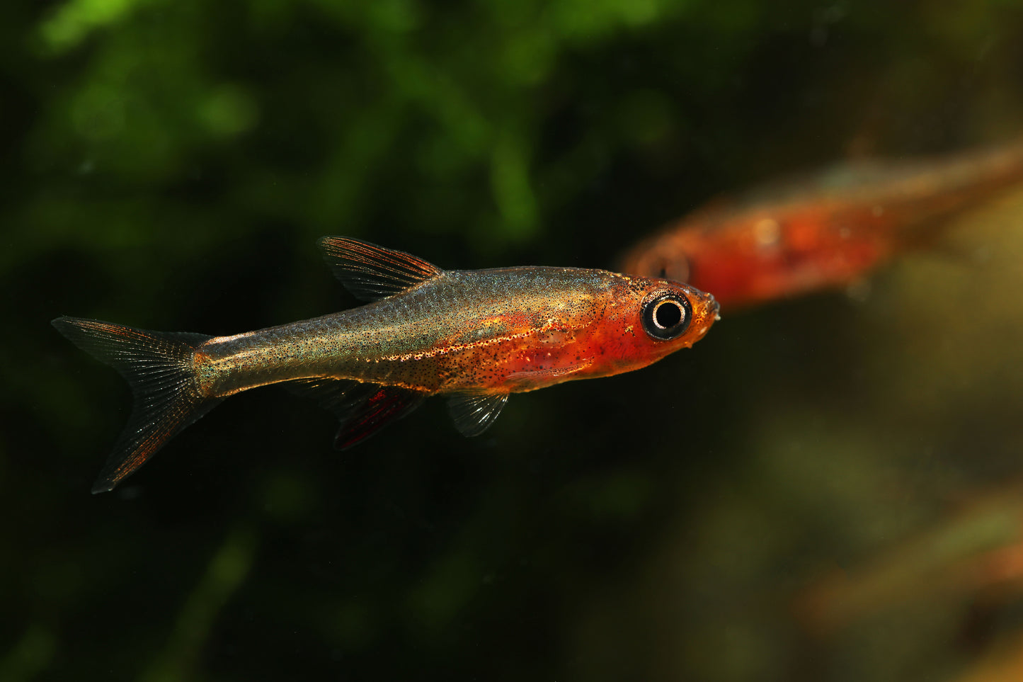 Neon Red Rasbora