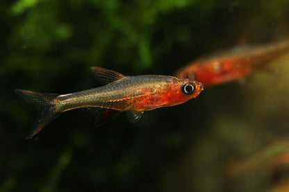 Neon Red Rasbora