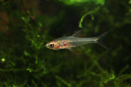 Neon Red Rasbora