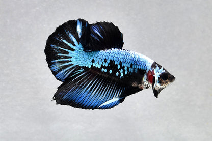 Blue Samurai Betta PAIR