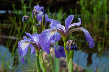 Blue Flag Iris - 4" Pot