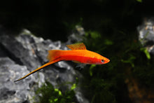 Red Velvet Swordtail-L