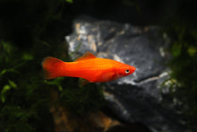 Red Velvet Swordtail-L