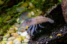 Vampire Shrimp-L