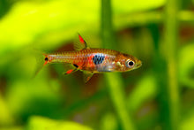 Dwarf Spotted Rasbora (B. maculatus)