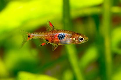 Dwarf Spotted Rasbora (B. maculatus)