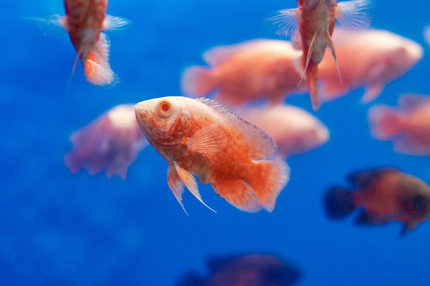 Ruby Red Albino Oscar 2-3"