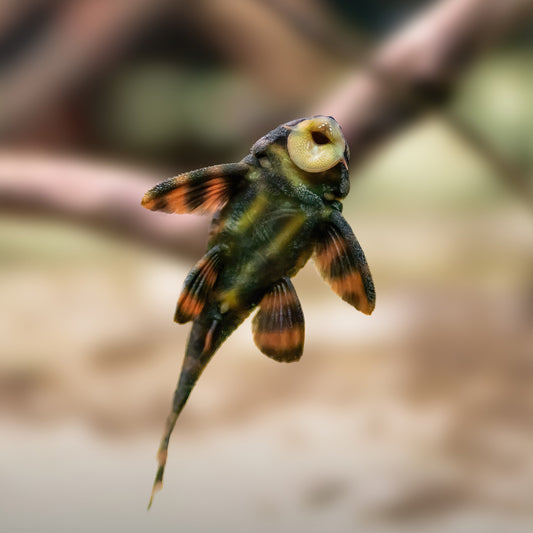 L306 Blood Red Tiger Pleco 2"