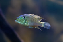 Satanoperca jurupari-Peru 3-5"