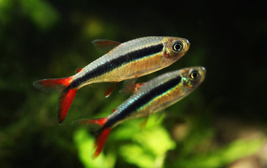 Redtail Penguin Tetra