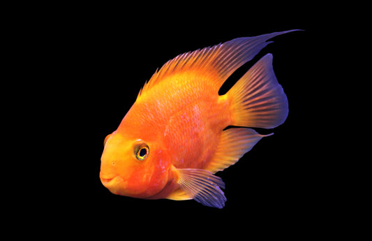 Blood Parrot Cichlid 2.5-3"
