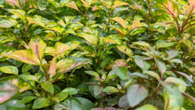 Ludwigia 'Atlantis'