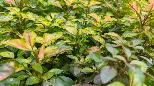 Ludwigia 'Atlantis'
