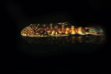 Bluefin Zebra Hillstream Loach