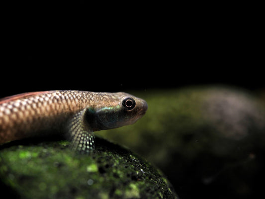 Sumatran Red Neon Rainbow Goby