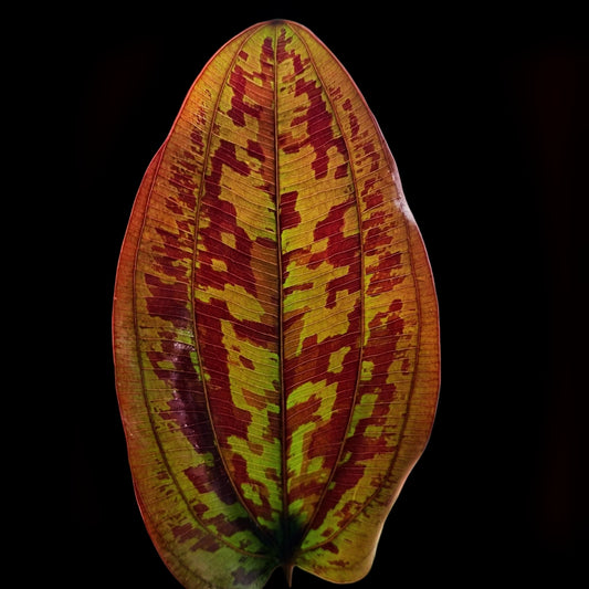 Red Ozelot Sword-Pot