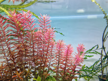 Rotala Indica
