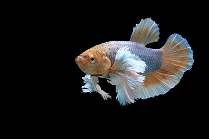 White Dumbo Betta Male