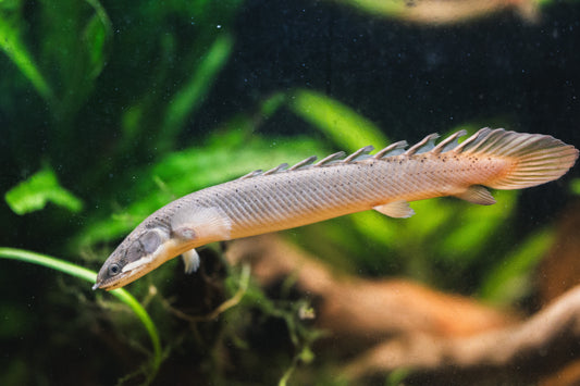 Senegal Bichir 3-4"