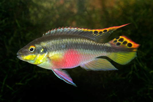 Kribensis Cichids- 1-2"