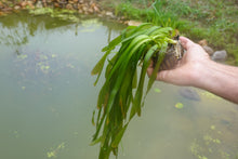 Jungle Vallisneria