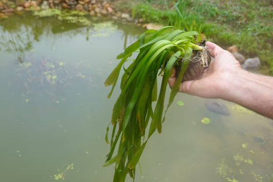 Jungle Vallisneria