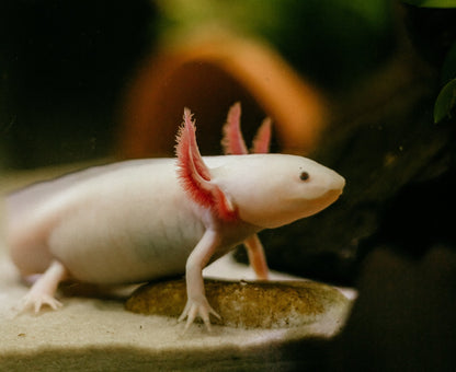 Axolotl