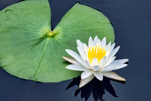 Hardy Water Lillies - Packaged