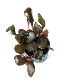 Cardinal Plant