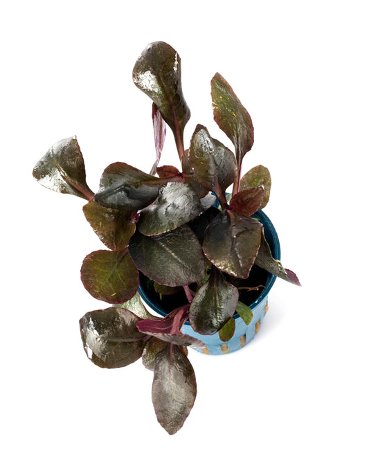 Cardinal Plant