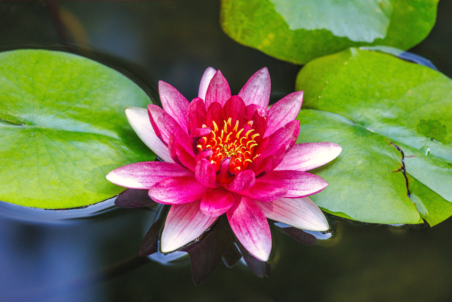 Hardy Water Lillies - Packaged