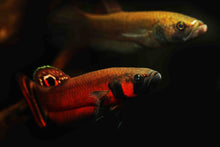 Betta Macrostoma PAIR