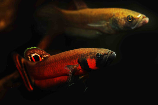 Betta Macrostoma PAIR