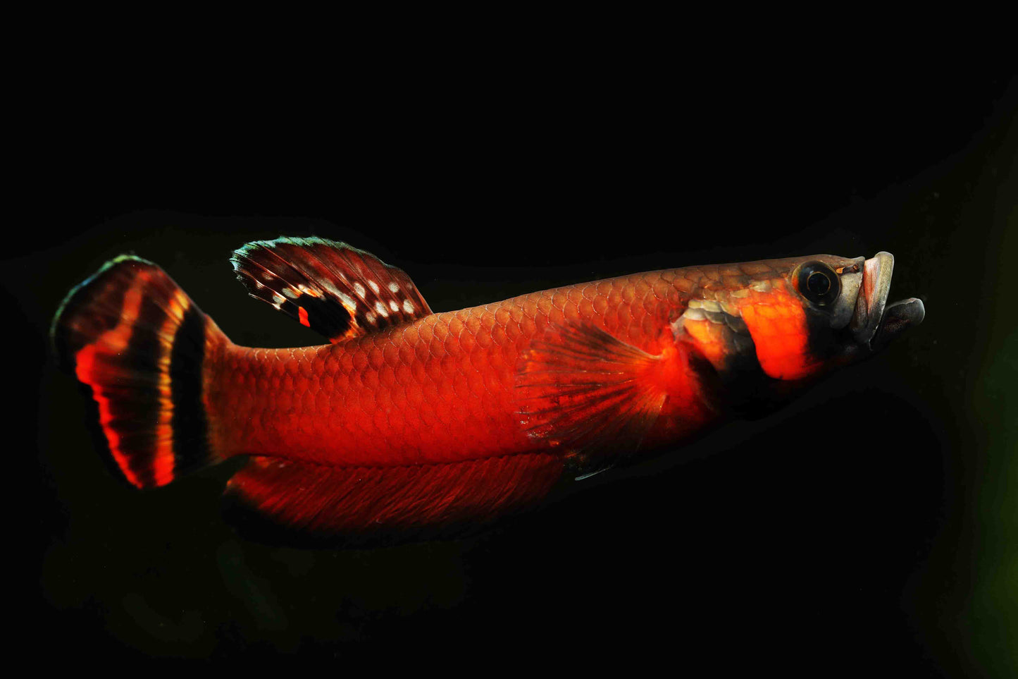 Betta Macrostoma PAIR