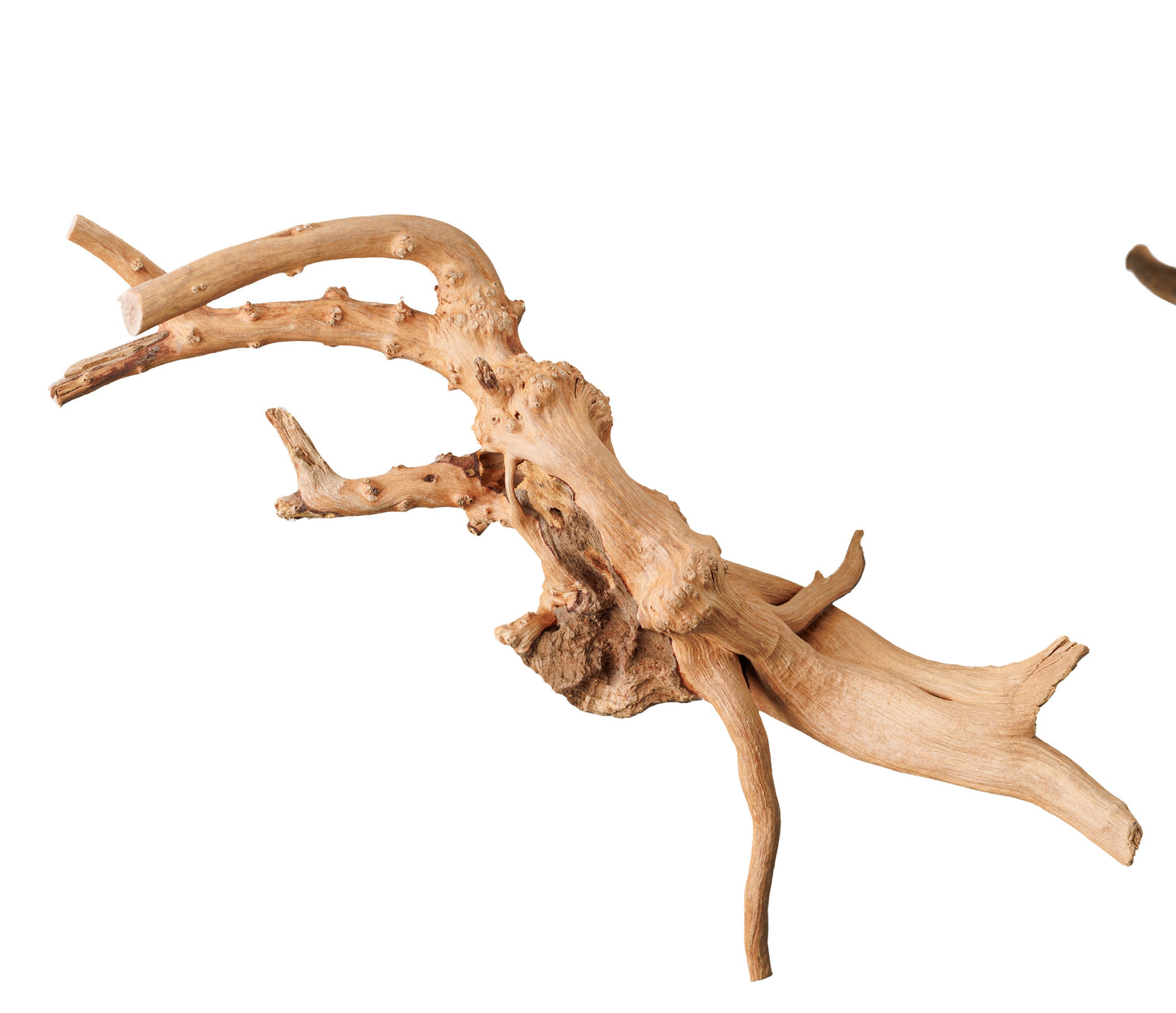 Weathered Spider Wood