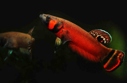 Betta Macrostoma PAIR
