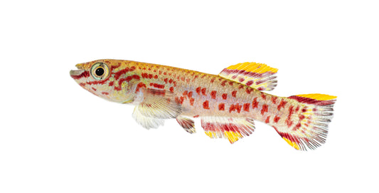 Gardneri Killifish