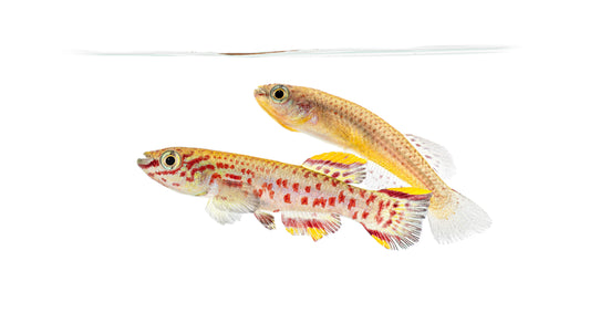 Gardneri Killifish