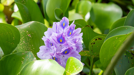 Water Hyacinth