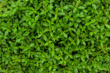 Staurogyne Repens-Pot