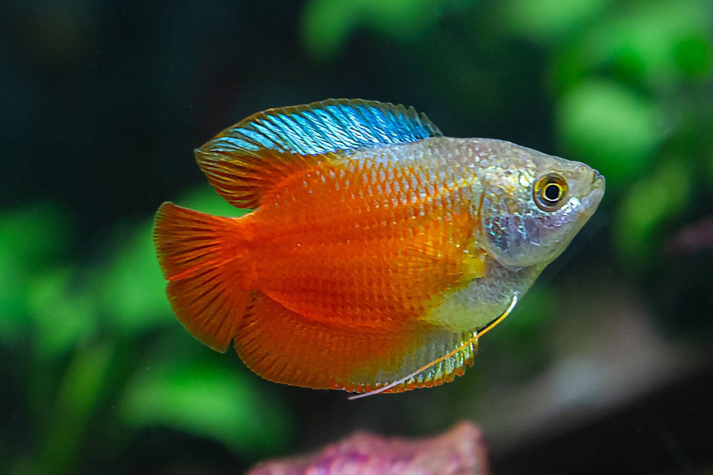 Blood Red Dwarf Gourami Male