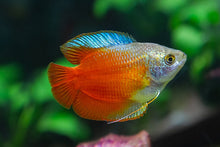 Blood Red Dwarf Gourami Male
