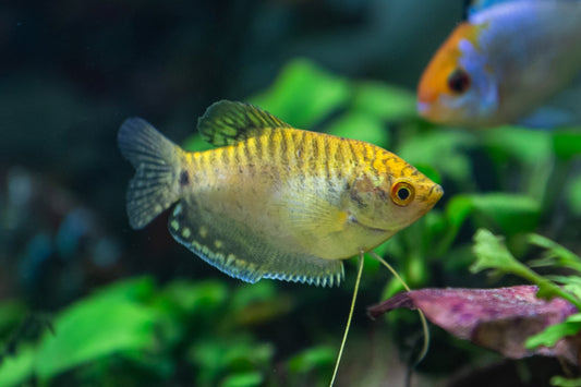Gold Gourami-2"