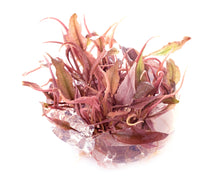 Cryptocoryne "Flamingo" TC Cup